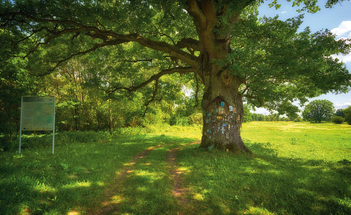 Zdjęcie ilustracyjne / autor: Shutterstock