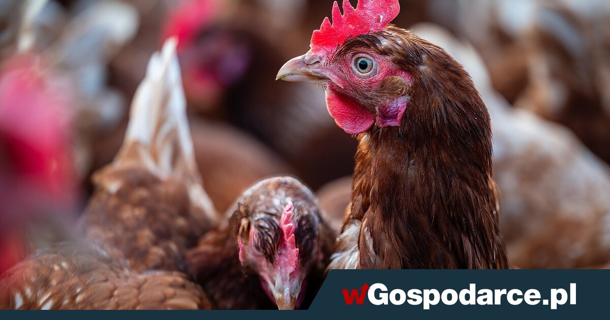 Branża drobiarska pod presją cenową