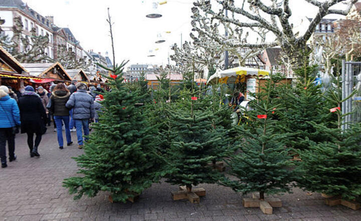 sprzedaż choinek przed Świętami / autor: Fotoweb Fratria