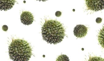 USA: 1,8 mld dolarów na walkę z wirusem Zika