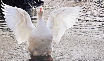 Foie gras bez gęsi, czyli pasztet z laboratorium