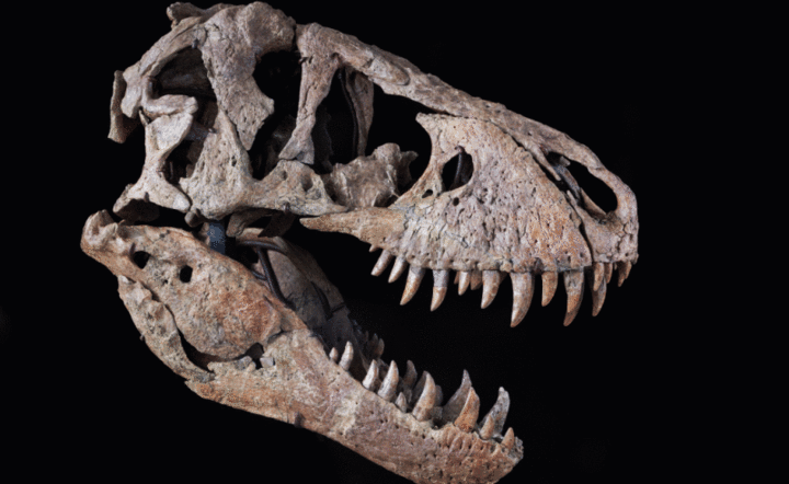 Za czaszkę tyranozaura tylko … 6,1 mln dolarów