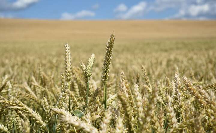 Od chwili inwazji Rosji na Ukrainę import rosyjskiego zboża do UE wzrósł / autor: Pixabay