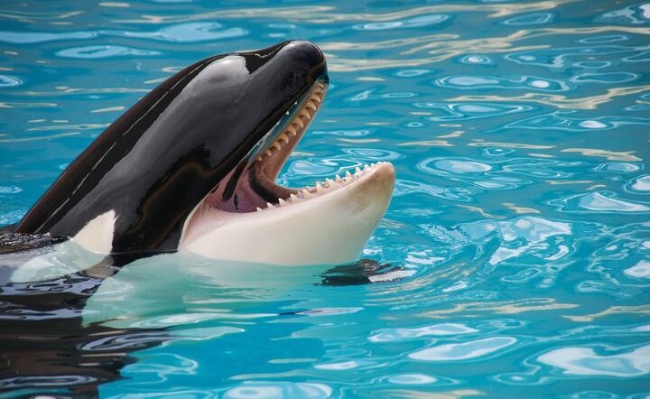 Orka / autor: Pixabay