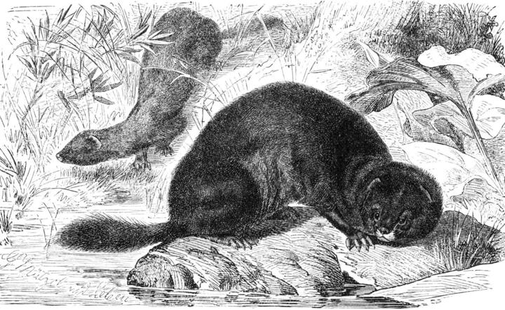 autor: fot. Wikimedia Commons