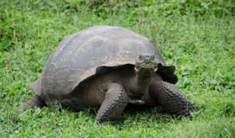 Plastik zabija wyspę Galapagos