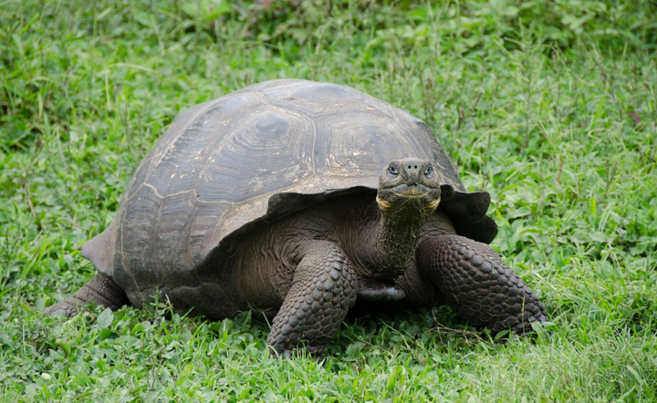 Wyspa Galapagos - zdjęcie ilustracyjne.  / autor: Pixabay