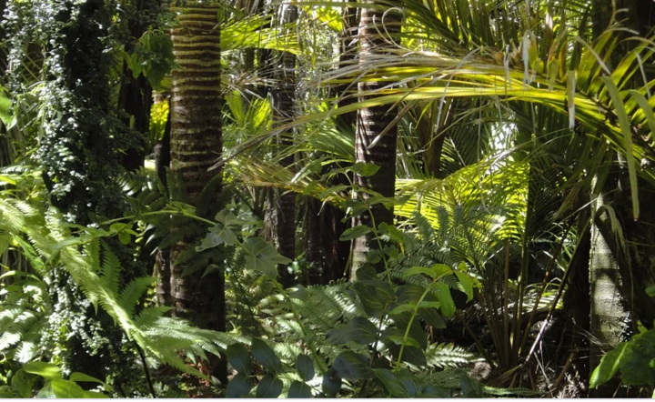 Amazonia zagrożona / autor: Pixabay
