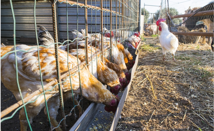 5 osób mogło umrzeć po spożyciu drobiu z Polski z salmonellą