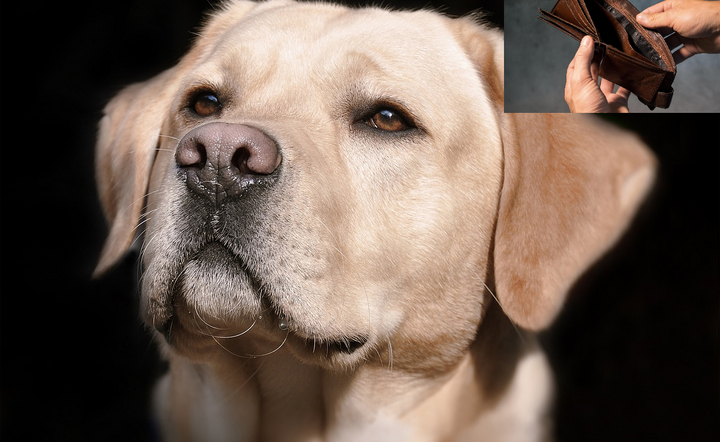 Labrador / autor: Pixabay