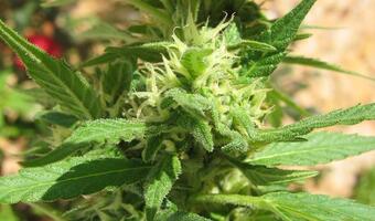 Medyczna Marihuana będzie refundowana?
