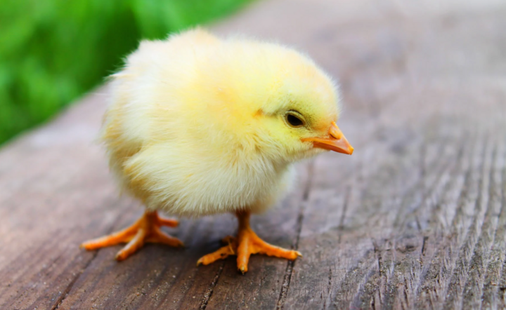 Zdjęcie ilustracyjne / autor: Pexels.com