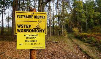 Ekolodzy będą zaskarżać plany leśników?