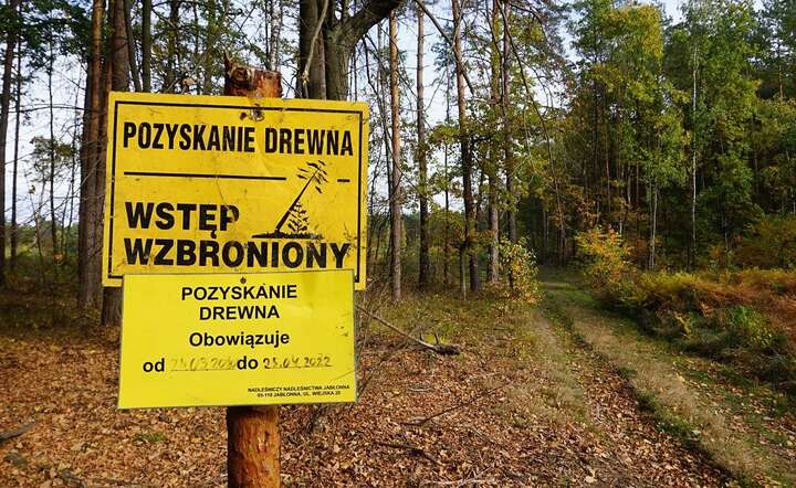 Czy organizacje pozarządowe będą mogły kwestionować Plany Urządzenia Lasu / autor: Fratria / MK