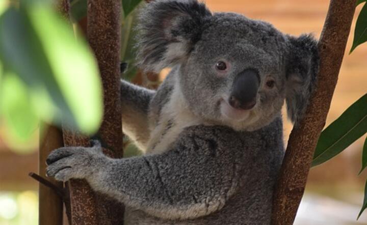 Misie koala są zagrożone pożarami / autor: fot. Pixabay