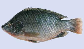 Wkrótce trzy miliony sztuk ryby tilapia rocznie z polskiej hodowli. Zastąpią import z Chin. "Smaczna i ma mało ości"