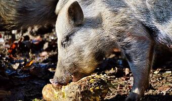 ARiMR: Pożyczka dla rolników do 1 mln zł