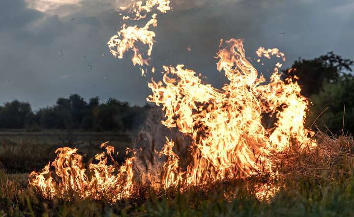 Wypalacze trawy są niereformowalni