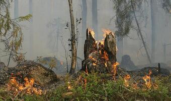 Lasy staną w ogniu! Wszystko przez upały