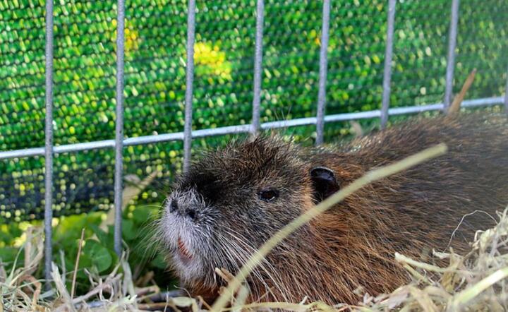nutria / autor: pixabay