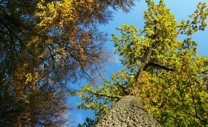 fot. www.freeimages.com