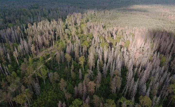 Puszcza Białowieska / autor: Regionalna Dyrekcja Lasów Państwowych w Białymstoku