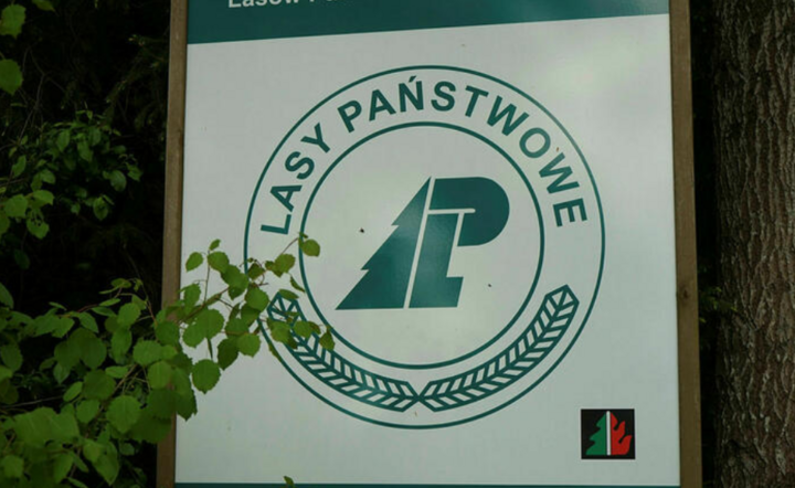 Lasy Państwowe - zdjęcie ilustracyjne. / autor: Fratria