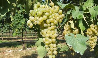 We Włoszech chcą ograniczyć produkcję Prosecco