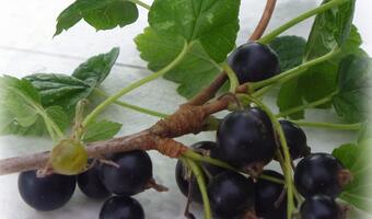 Czarna porzeczka – polski superfood