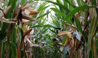 Polska jest krajem wolnym od upraw GMO