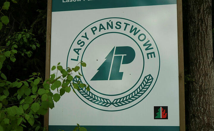 Lasy Państwowe / autor: Fratria