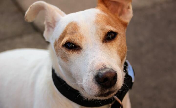 Jack Russel Terrier / autor: pixabay
