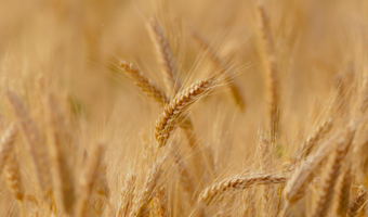 Sytuacja na rynku pszenicy sprzyja wzrostowi cen