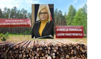 Biznes: Hennig-Kloska dokonuje egzekucji przemysłu drzewnego