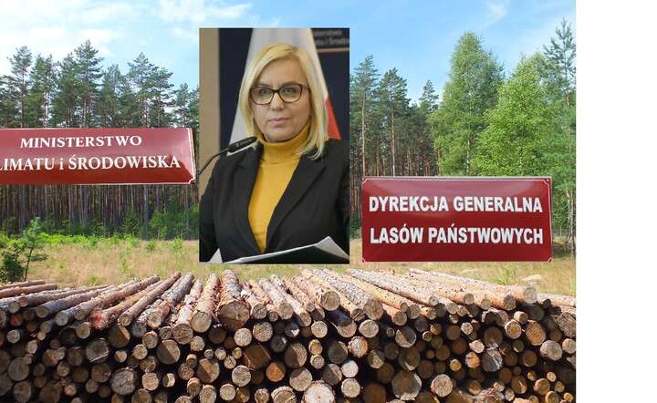 Branża drzewna: minister klimatu nie prowadzi debaty o polskich lasach tylko przekazuje Lasom Państwowym polecenia do wykonania / autor: Fratria / AS+LS +2