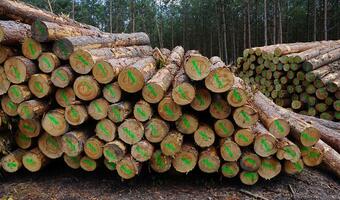Wycinka z błogosławieństwem klimatycznym