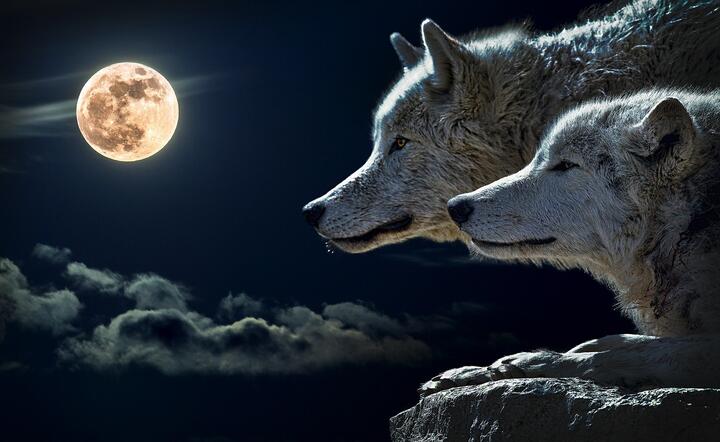 Zdjęcie ilustracyjne / autor: pixabay.com