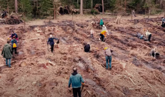 Allegro sadzi 87 tys. drzew z dedykacjami od klientów
