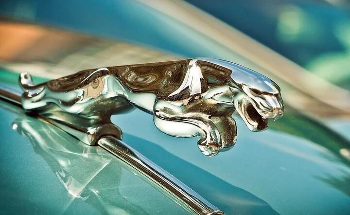 Jaguar  / autor: Pixabay 