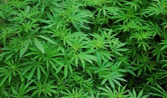 Marihuana wróci do NBA? "Testów nie będzie"