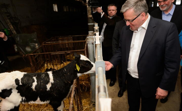 Prezydent Komoroski gościł w gospodarstwie Sławomira Adamczyka w Szlachcinie koło Środy Wielkopolskiej fot. PAP / Jakub Kaczmarczyk