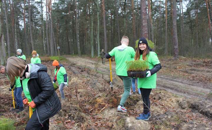 Grupa PGE po raz 24. posadzi lasy pełne energii
