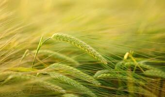 Nie dla GMO