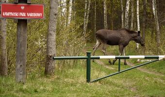 PGE kontynuuje współpracę z Kampinoskim Parkiem Narodowym