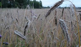 Premier zapowiada Tarczę Rolną! "Obroni polską wieś"