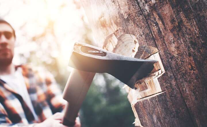 Projekt dreglacyjny dotyczący wycinki drzew na prywatnej działce został wstrzymany / autor: Pixabay