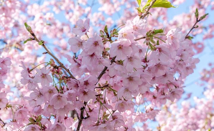 Japonia / autor: fot. Fratria