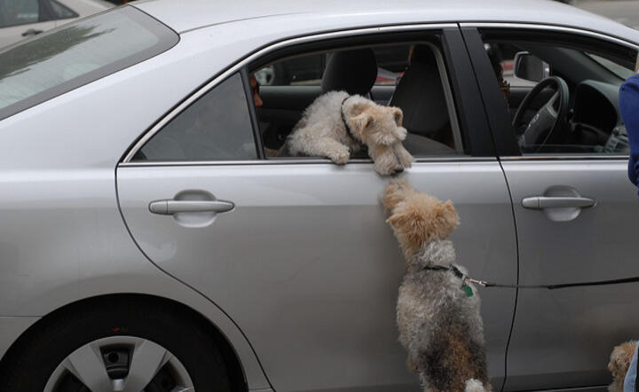 kiss & fly / autor: flickr