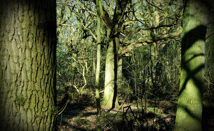 fot. www.freeimages.com