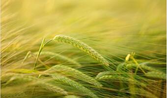 Zmiany klimatu wywołają globalną klęskę głodu